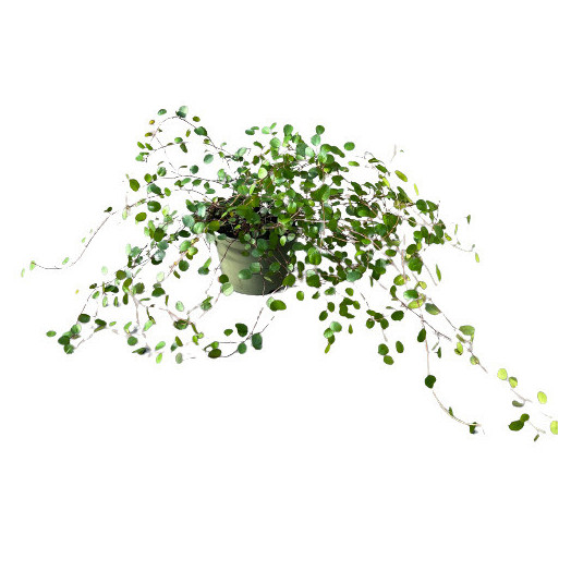 MUEHLENBECKIA complexa D11 X8 Maori