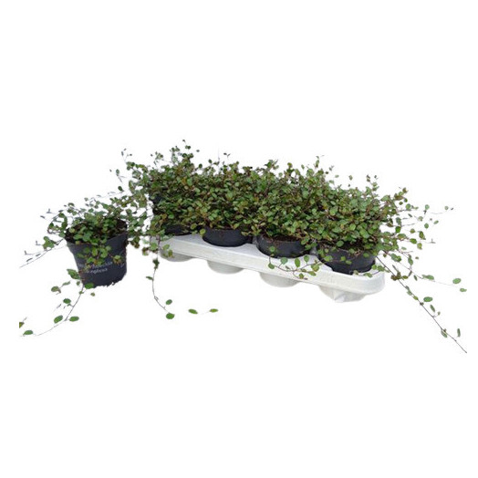 MUEHLENBECKIA complexa D11 X8 Maori