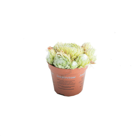 SEMPERVIVUM x D08.5 x18 MIX