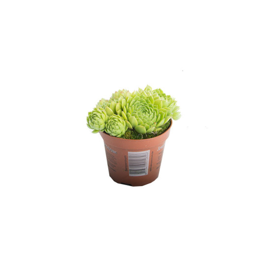 SEMPERVIVUM x D08.5 x18 MIX