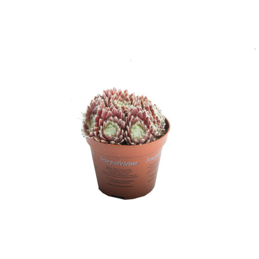 SEMPERVIVUM x D08.5 x18 MIX