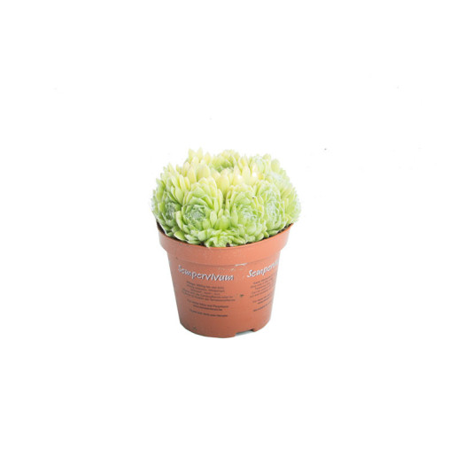 SEMPERVIVUM x D08.5 x18 MIX