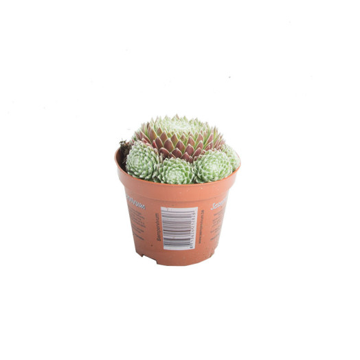 SEMPERVIVUM x D08.5 x18 MIX