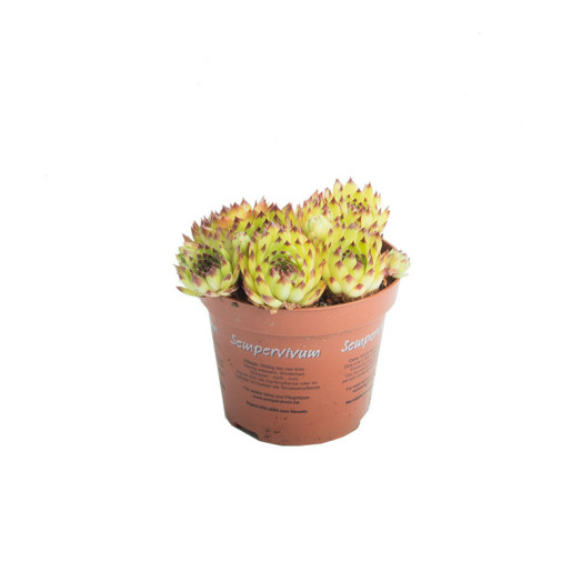 SEMPERVIVUM x D08.5 x18 MIX