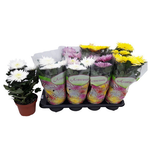 CHRYSANTHEMUM indicum D12 P x10 Anastasia MIX