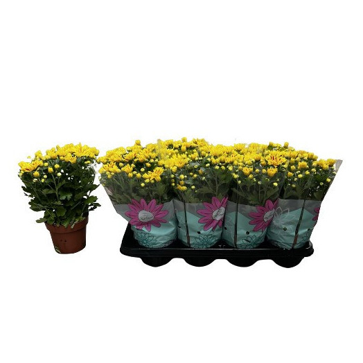 CHRYSANTHEMUM ind MULTI D14x8 Rainbow
