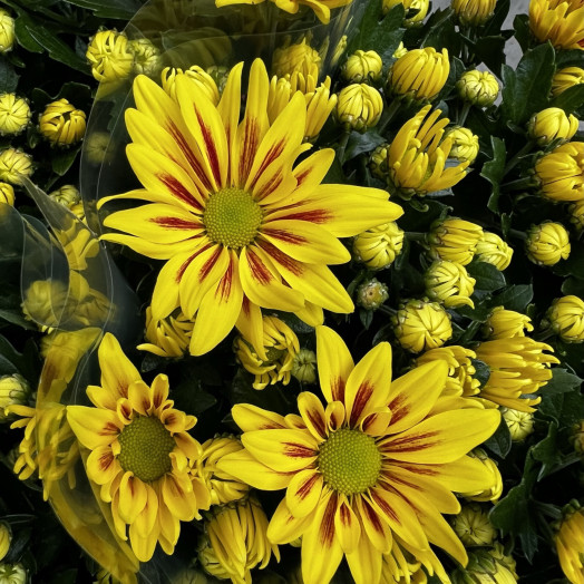 CHRYSANTHEMUM ind MULTI D14x8 Rainbow