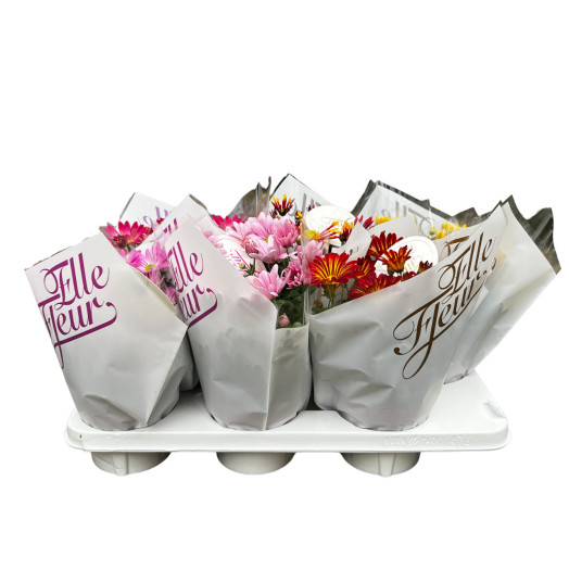 CHRYSANTHEMUM ind Multi D14 X8 Sensina