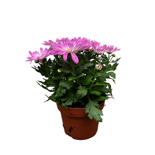 CHRYSANTHEMUM ind Multi D14 X8 Sensina