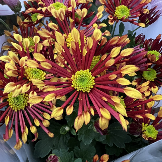 CHRYSANTHEMUM ind Multi D14 X8 Sensina