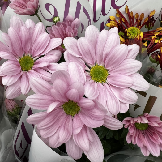 CHRYSANTHEMUM ind Multi D14 X8 Sensina