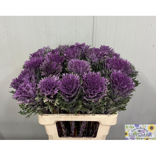 BRASSICA CRANE QUEEN 60