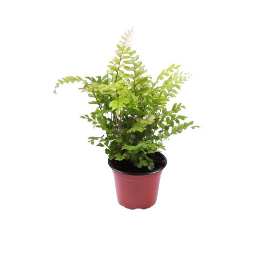 DIDYMOCHLAENA trunculata D09 X12 Fougere arborescente