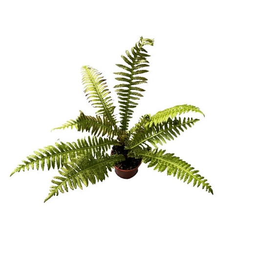 BLECHNUM gibbum D24 Silver Lady Fougere