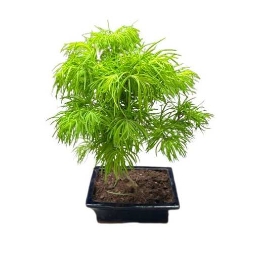 BONSAI MIX D20C X5 EXTERIEUR