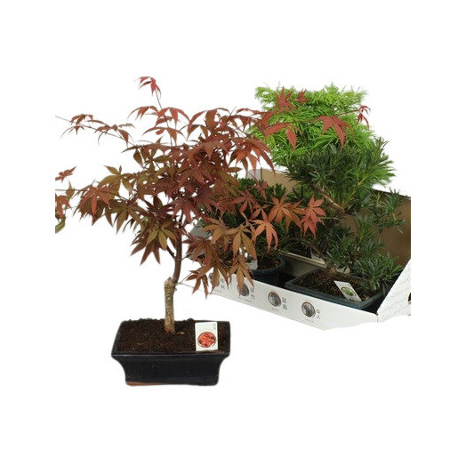 BONSAI MIX D20C X5 EXTERIEUR