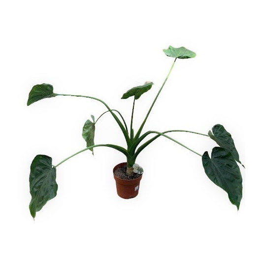 ALOCASIA cucullata D21 100CM