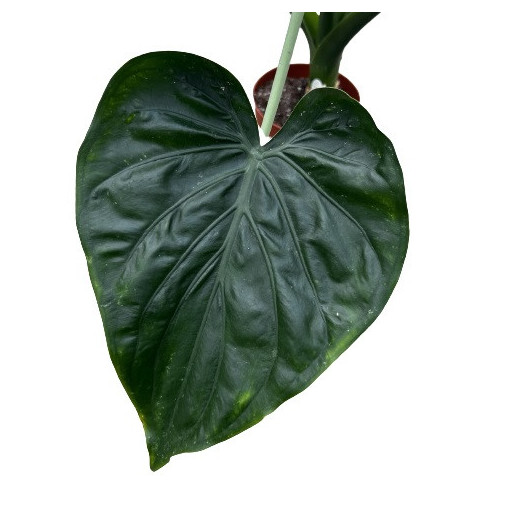 ALOCASIA cucullata D21 100CM