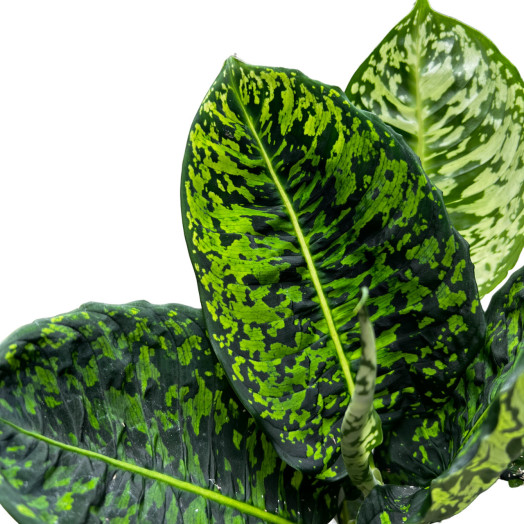 DIEFFENBACHIA x D17 x6 Reflector