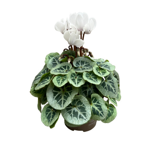 CYCLAMEN persicum D11 X8 Super Serie Picasso MIX