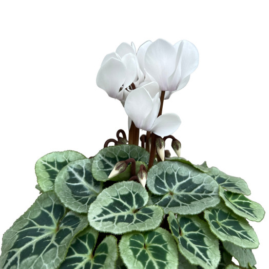 CYCLAMEN persicum D11 X8 Super Serie Picasso MIX