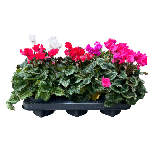 CYCLAMEN persicum D10.5 X8 Verano Victoria