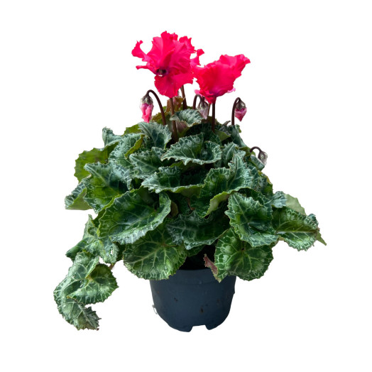 CYCLAMEN persicum D10.5 X8 Verano Victoria