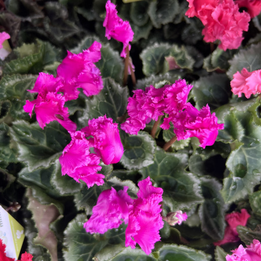 CYCLAMEN persicum D10.5 X8 Verano Victoria
