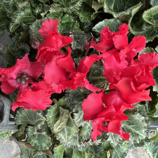 CYCLAMEN persicum D10.5 X8 Verano Victoria
