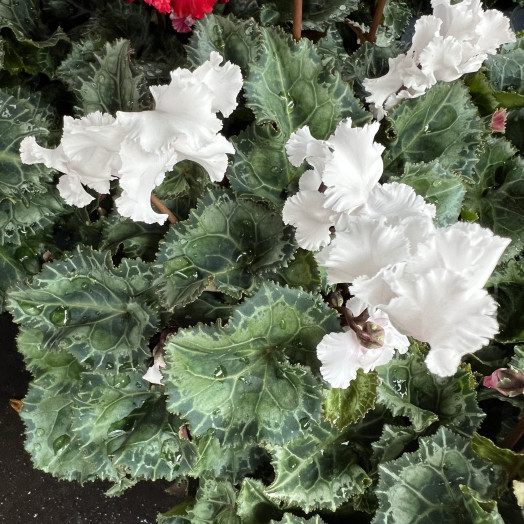 CYCLAMEN persicum D10.5 X8 Verano Victoria