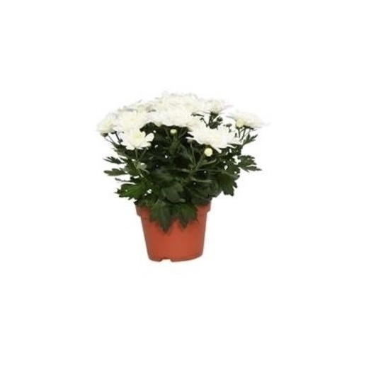 CHRYSANTHEMUM ind D13 Px8 Chrystal White