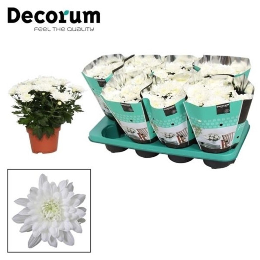 CHRYSANTHEMUM ind D13 Px8 Chrystal White