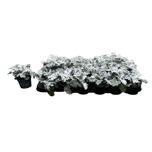 SENECIO maritima D09 Px18 Cineraire maritime