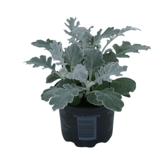 SENECIO maritima D09 Px18 Cineraire maritime