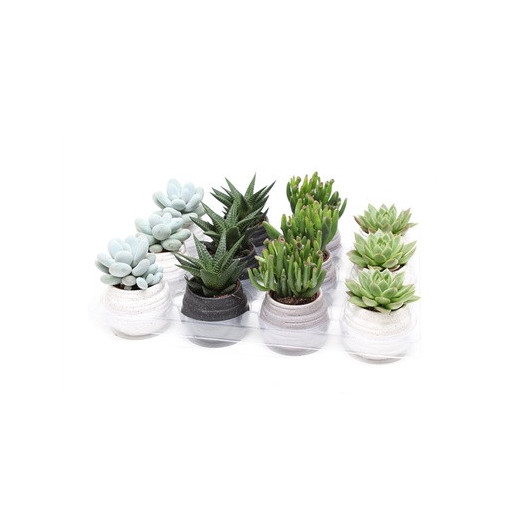 SUCCULENTE hybride D08C P X9 Ceramique BLANC