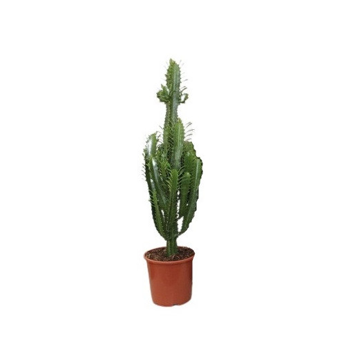 EUPHORBIA trigona D17 P 55-65CM