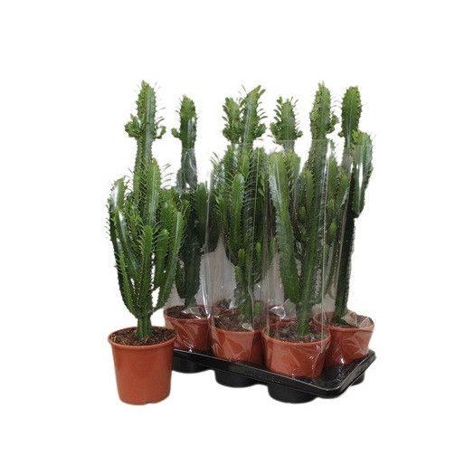 EUPHORBIA trigona D17 P 55-65CM