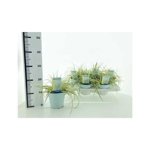 CAREX oshimensis D19 X5 Evergold
