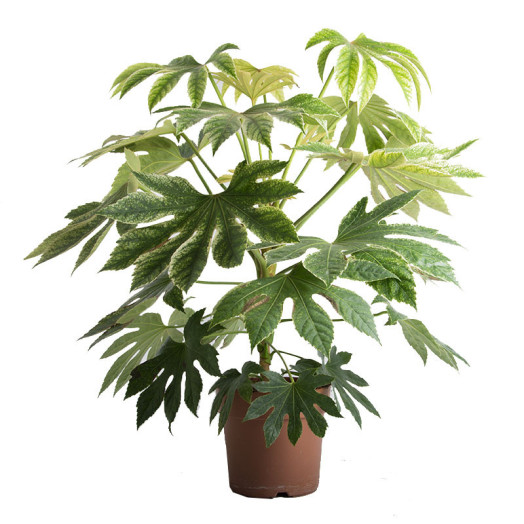 FATSIA japonica D21 80-90CM Aralia