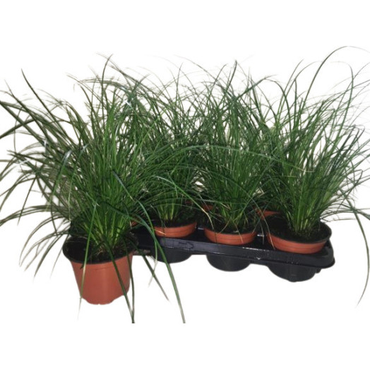 CAREX brunnea D12 x10 Jenneke