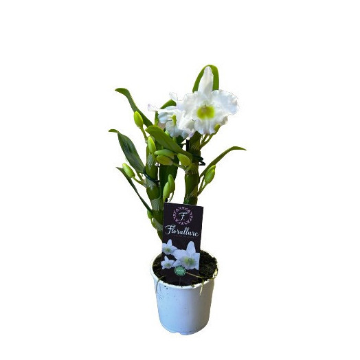 DENDROBIUM nobile D12 2BR P x6 Apollon