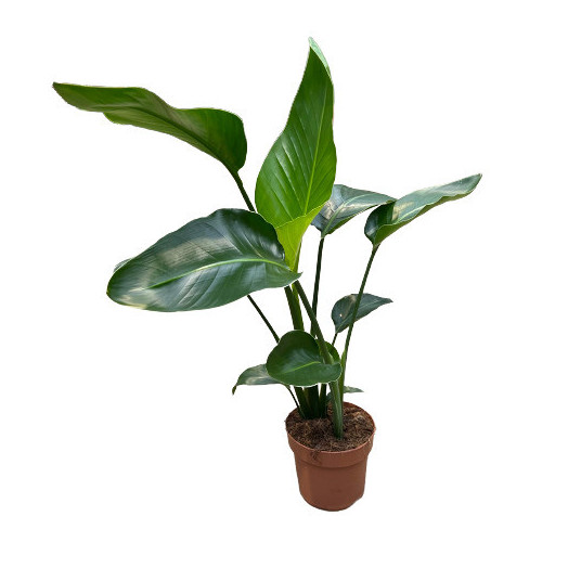 STRELITZIA nicolai D19 X3 Oiseau du Paradis