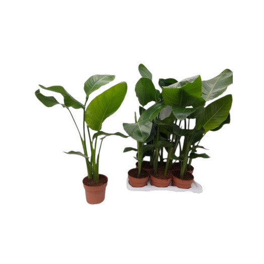 STRELITZIA nicolai D19 X3 Oiseau du Paradis