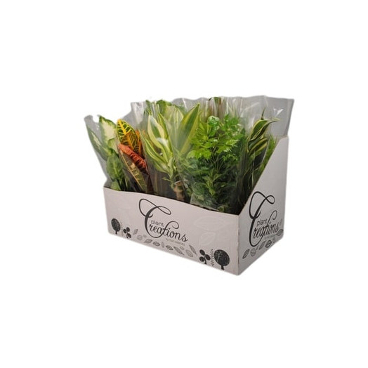 PLANTE VERTE D12 X12 MIX