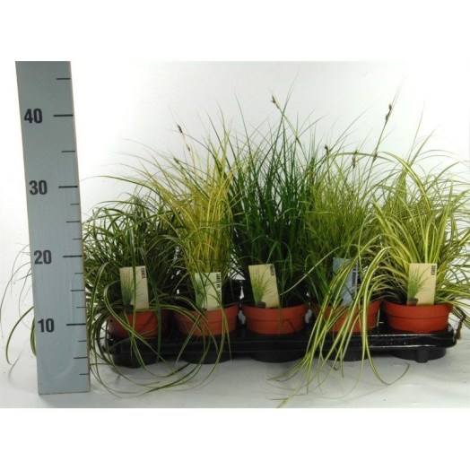 CAREX X D10.5 X12 COLORGRASS