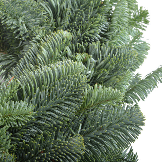 ASS NOBILIS COURONNE 40CM DOUBLE FACE P