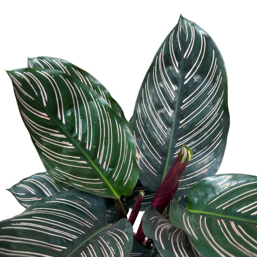 CALATHEA sanderiana D14 P X6 Ornata 50CM