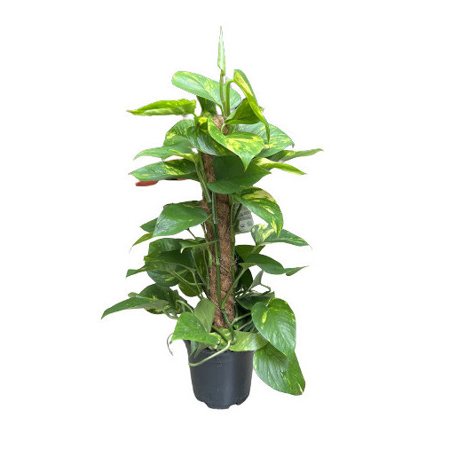 SCINDAPSUS pinnatum D15 X7 Epipremnum TUTEUR MOUSSE