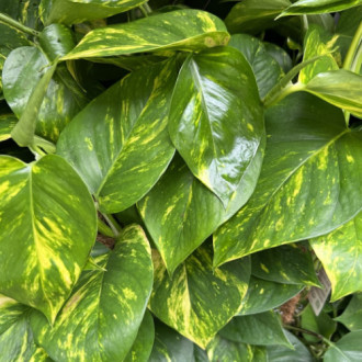 00029593_02