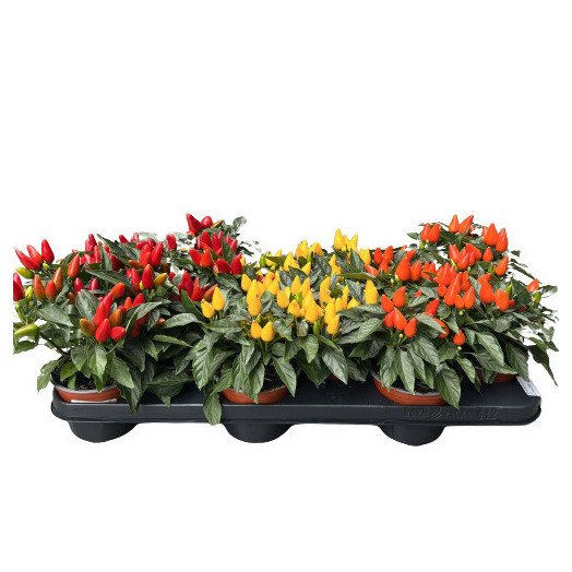 CAPSICUM annuum D10.5 X12 Salsa MIX